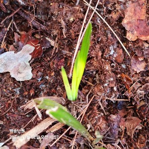 산채 입변황서반